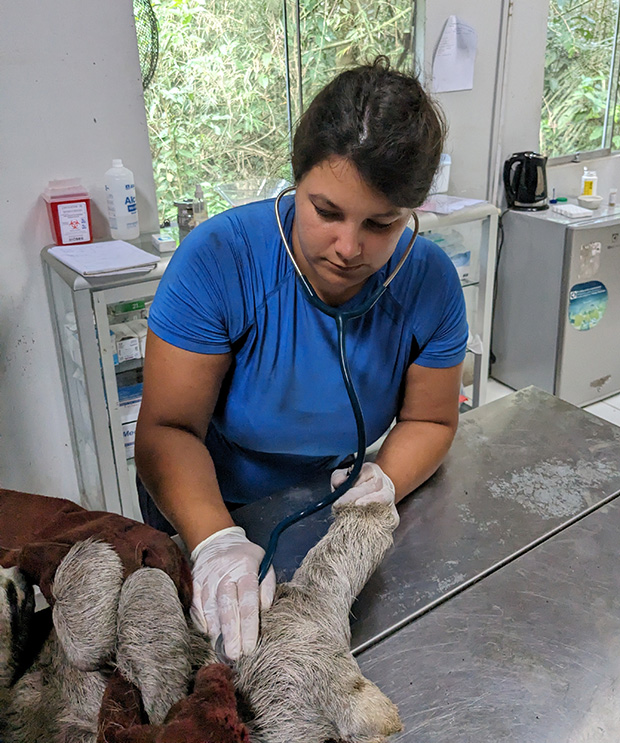 Royal Veterinary College - RVC Student treats an injured animal