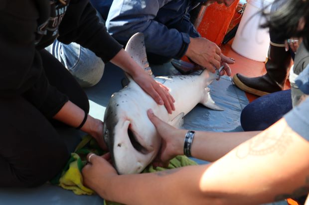 Oceans Research Institute - Shark research.